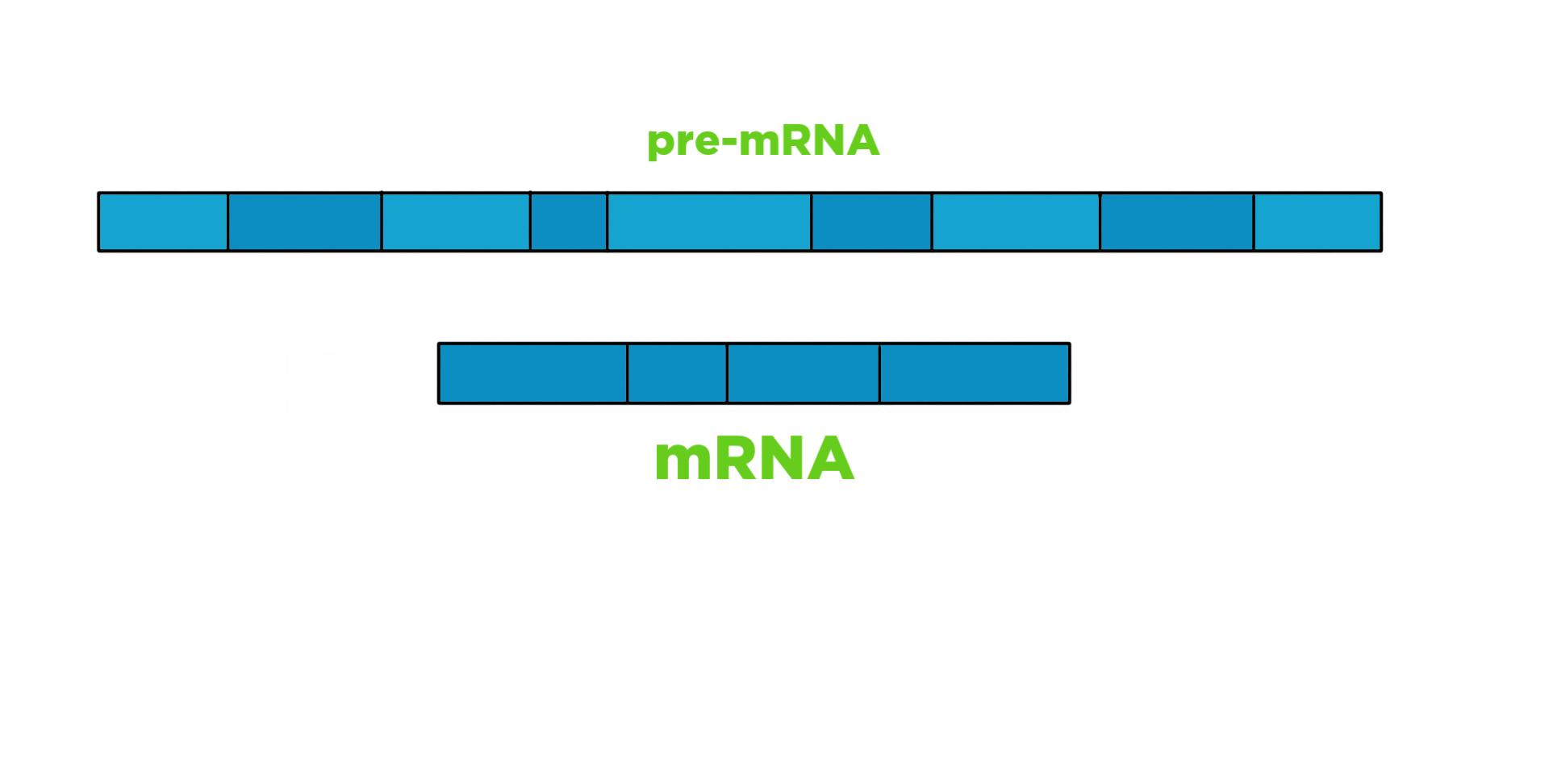 A strand of pre-mRNA consisting of 9 segments, and a strand of mRNA consisting of 4 segments.