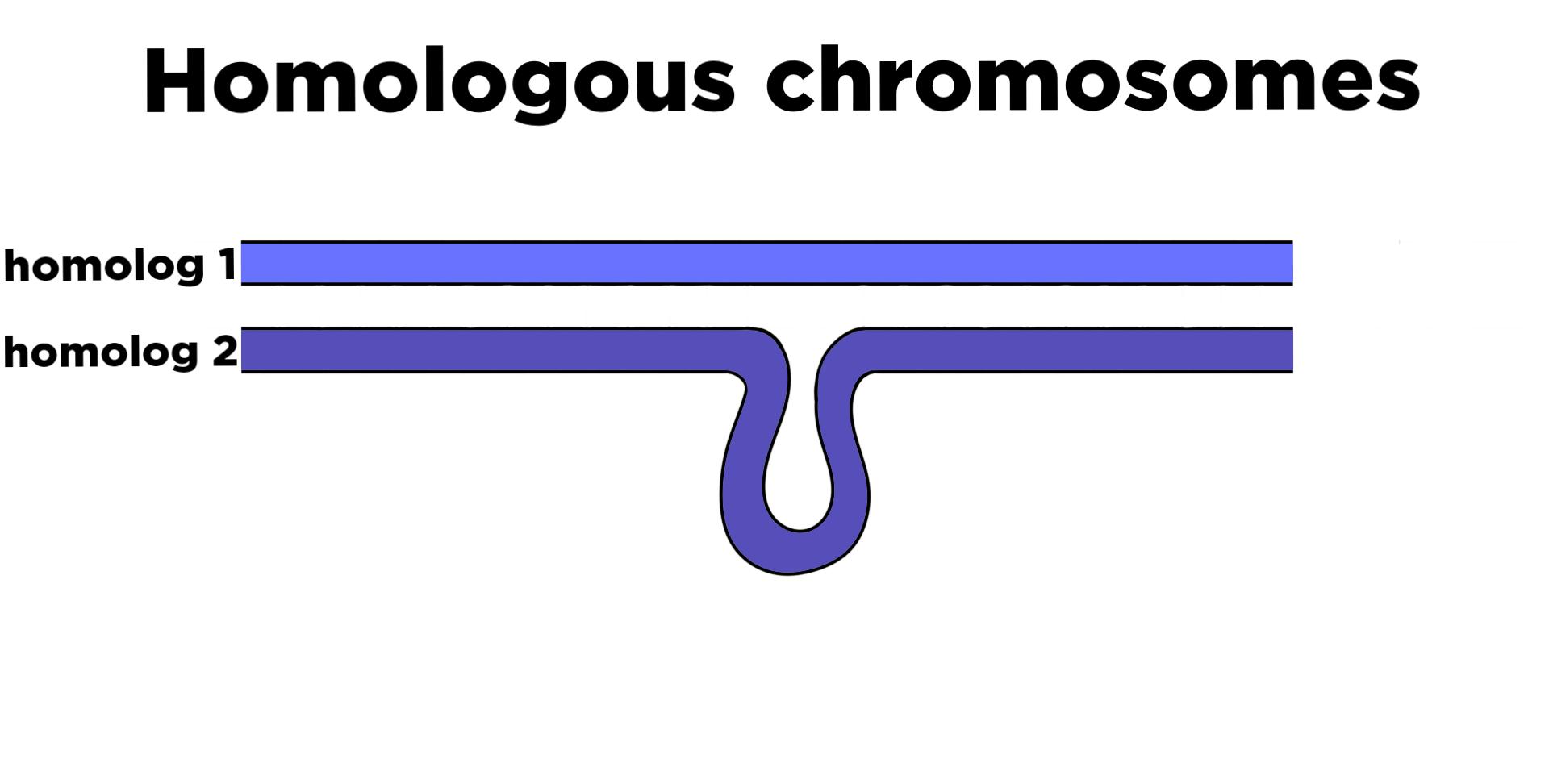 A pair of homologous chromosomes lining up during meiosis. Homolog 2 has a loop that doesn't match any part of homolog 1.