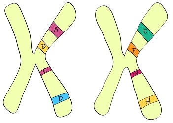 These are two homologous chromosomes. The first has genes A, B, C, and D, respectively. The second has genes E, F, G, and H, respectively.