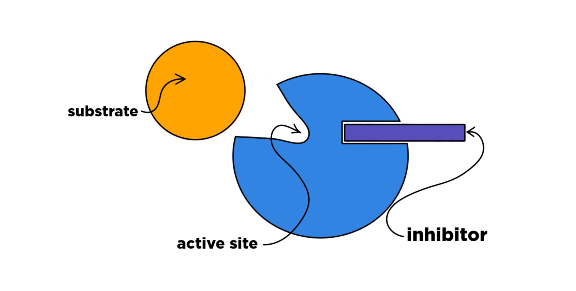 An enzyme with an active site, a substrate, and an inhibitor binding to a second site on the enzyme.