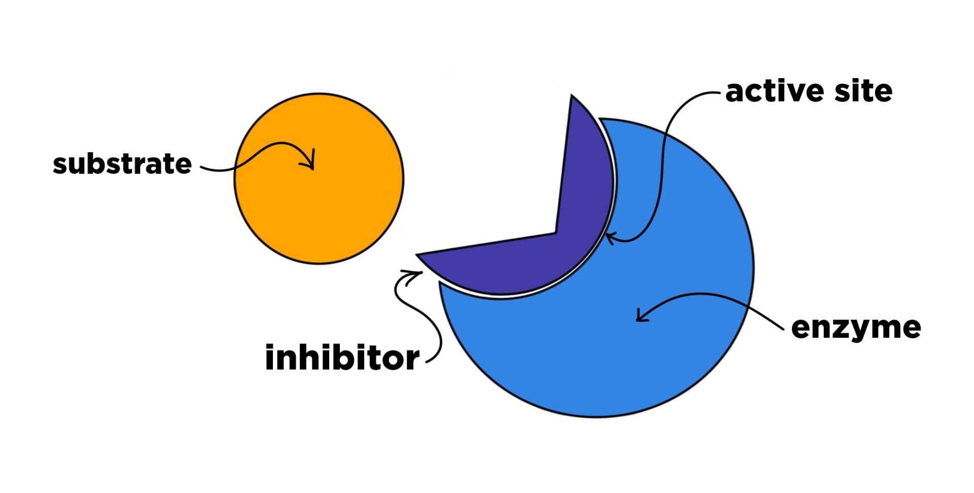A substrate, an enzyme, and an inhibitor in the enzyme's active site.