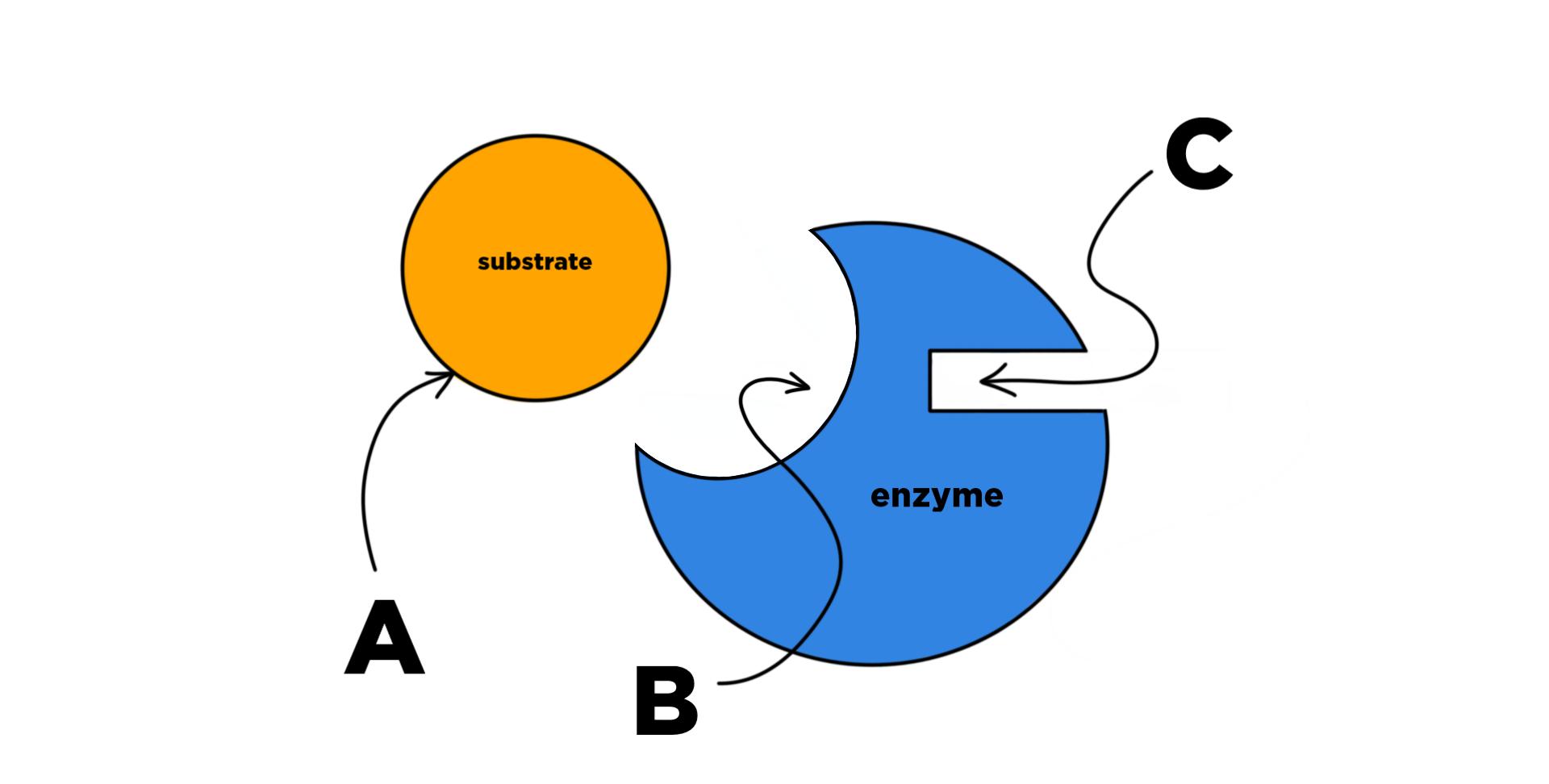 The substrate contains binding site A. The enzyme has binding site B which is shaped like the substrate and binding site C which has a different shape.