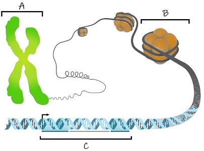 A diagram of DNA organization levels