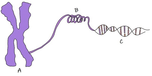 Structure A shows a chromosome, structure B shows a slightly less condensed form of DNA, and structure C shows individual base pairs of DNA.