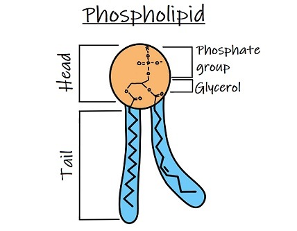 Chemical Structure of Lipids - Expii phospholipid molecule diagram 