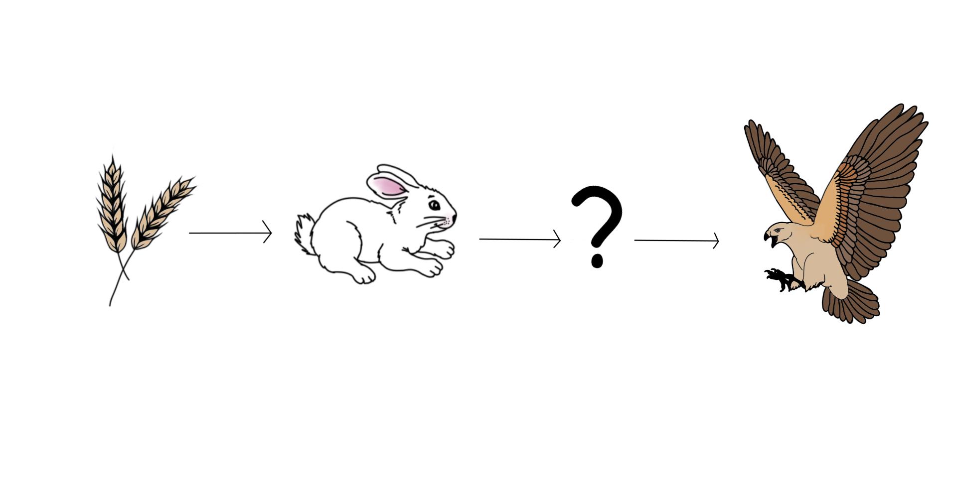 An example of a food chain. We start with a grain which is eaten by a rabbit. Something eats the rabbit and then is eaten bu a hawk.