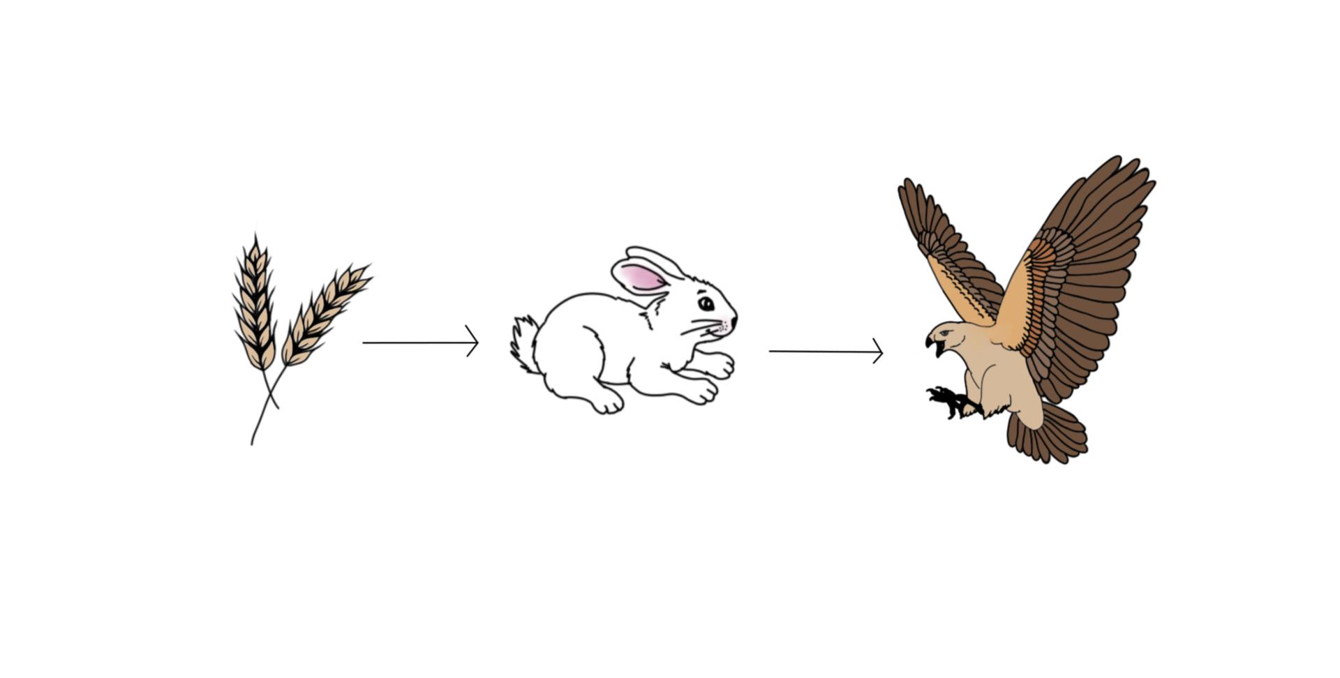 This is an example of a food chain. The grain is eaten by the rabbit. The rabbit is eaten by the hawk.