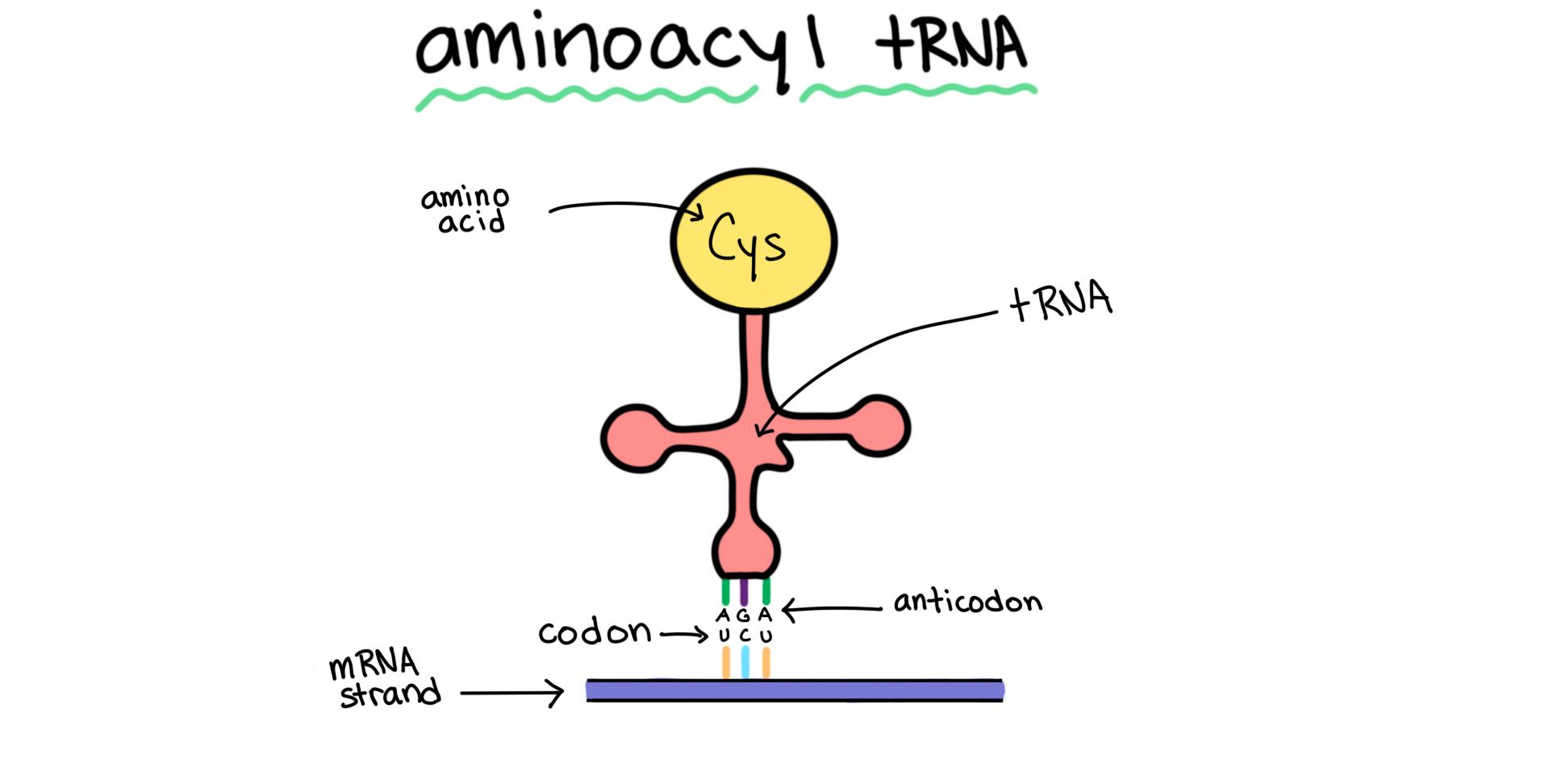 A diagram of a tRNA molecule bound to the amino acid cysteine. This is an example of an aminoacyl tRNA.