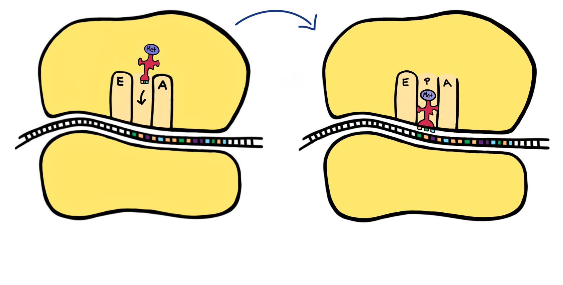 A diagram showing a tRNA bound to a methionine amino acid entering the P site of a ribosome.