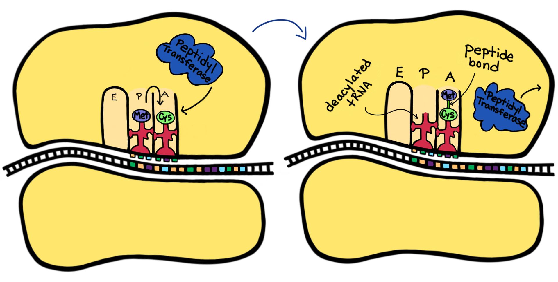Methionine moves over to the A site, and peptidyl transferase creates a peptide bond between Met and Cys.