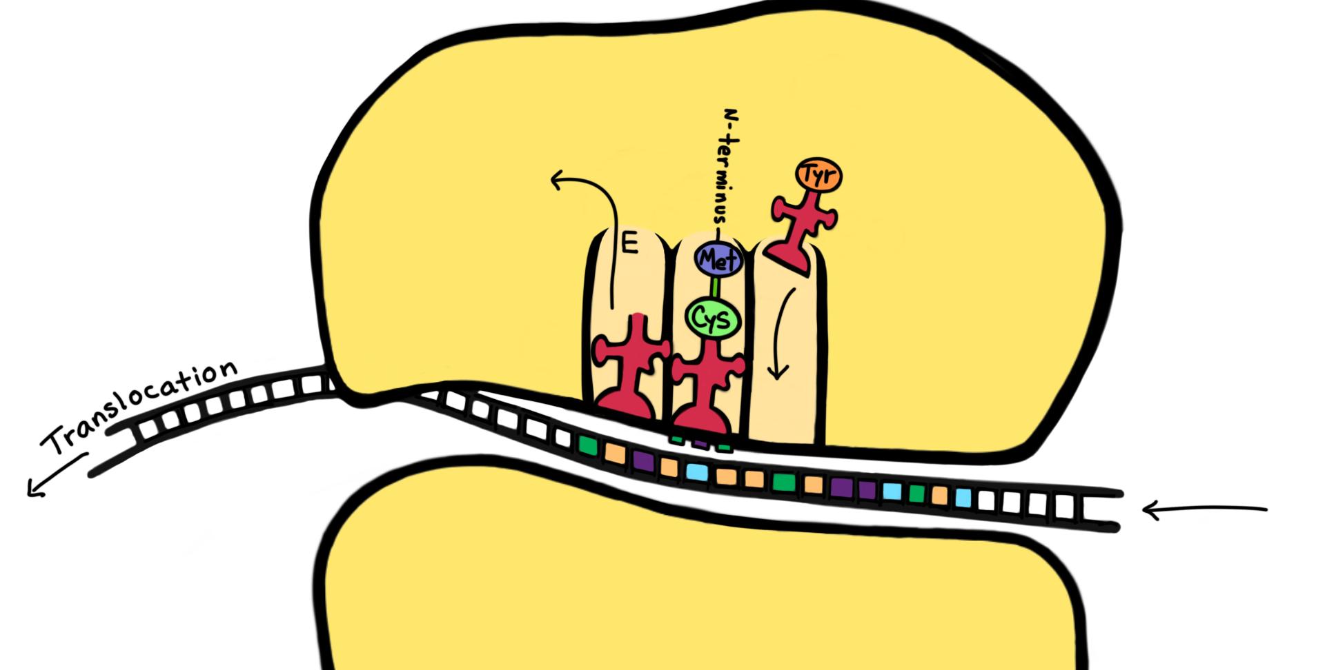 This diagram shows translocation.
