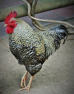 This is a picture of a speckled rooster.