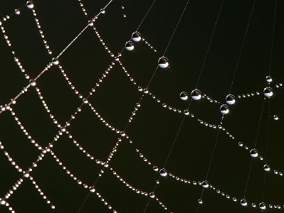 A spiderweb with dew drops on it