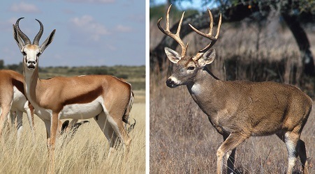 A picture of a Springbok and a white-tailed deer.