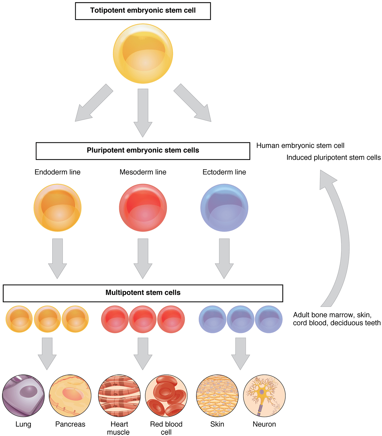 Stem cells can become many different kinds of cells, such as lung, pancreas, heart, skin, and blood cells.