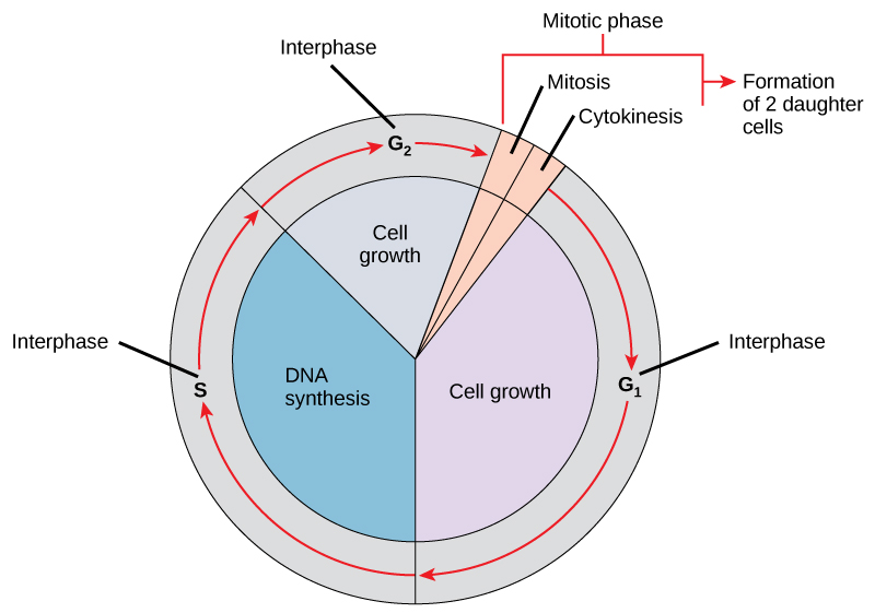 Cell division includes the duplication of DNA.