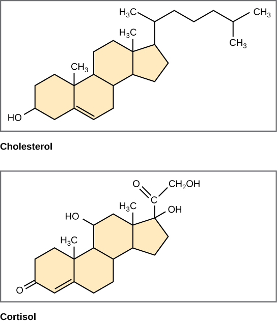 Steroids have a carbon backbone made of four ring-like structures.