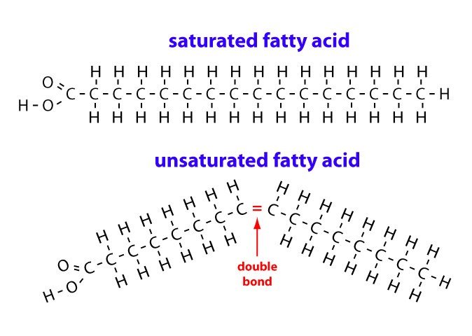 Saturated vs. unsaturated fatty acids. Unsaturated fatty acids contain double bonds.