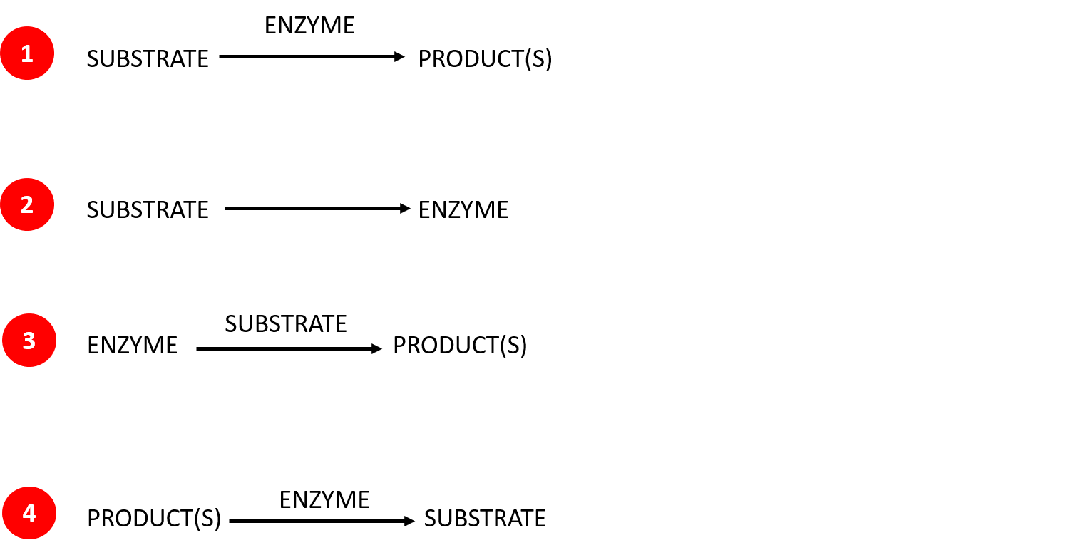1 is substrate, enzyme, then products. 2 is substrate then enzyme. 3 is enzyme, substrate, then products. 4 is products, enzyme, then substrate.