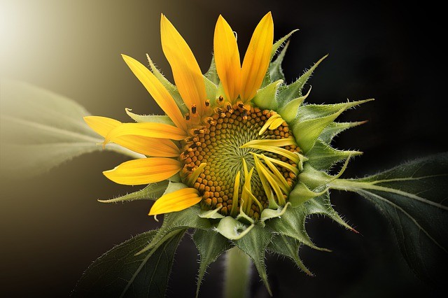 A sunflower