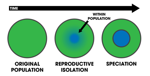 During sympatric speciation, the new population forms within the old population.