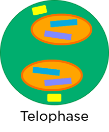 Telophase