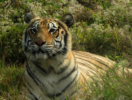 A Bengal tiger