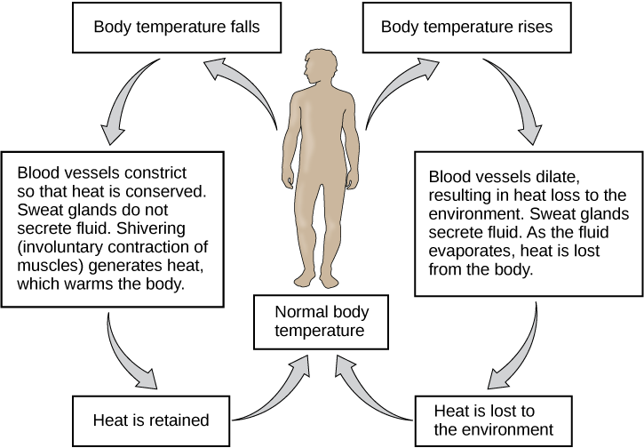 When body temperature falls, blood vessels constrict so that heat is conserved. Sweat glands do not secrete fluid. Shivering (involuntary contraction of muscles) generates heat, which warms the body. Heat is retained and normal body temperature is restored. When body temperature rises, blood vessels dilate, resulting in heat loss to the environment. Sweat glands secrete fluid. As the fluid evaporates, heat is lost from the body. Heat is lost to the environment and normal body temperature is restored.