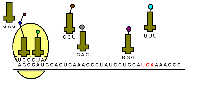 GIF of mRNA translation.