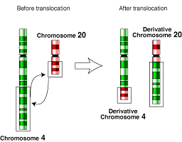 Chromosome four and chromosome twenty are very different in size, genetic content, and function. However, they swap parts during this mutation, much in the same way as recombination.