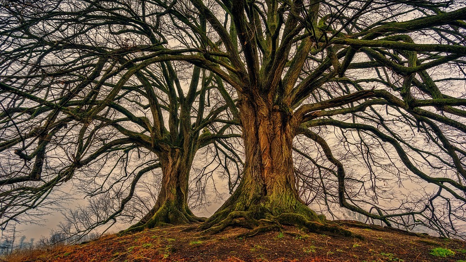 Picture of a couple trees