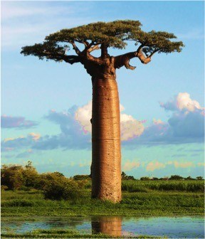 An enormous tree stretches up to the sky.