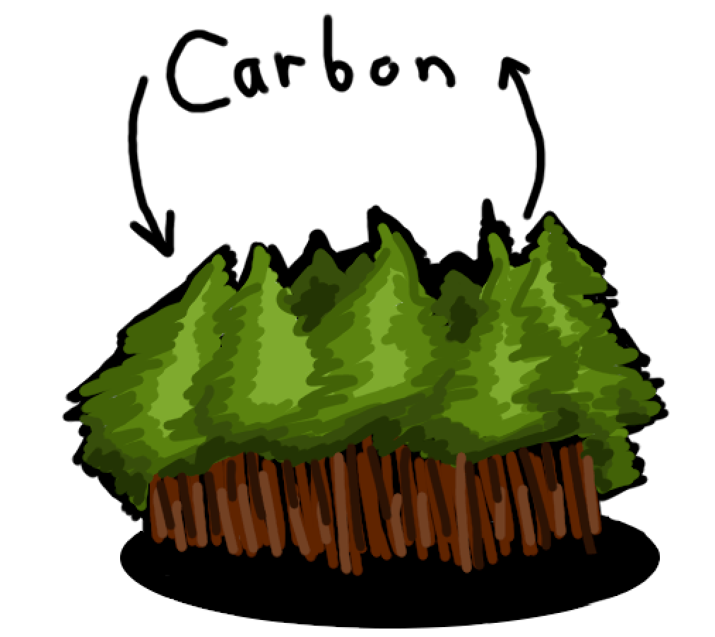 The image shows a large forest. Above it, it has arrows to and from "Carbon."