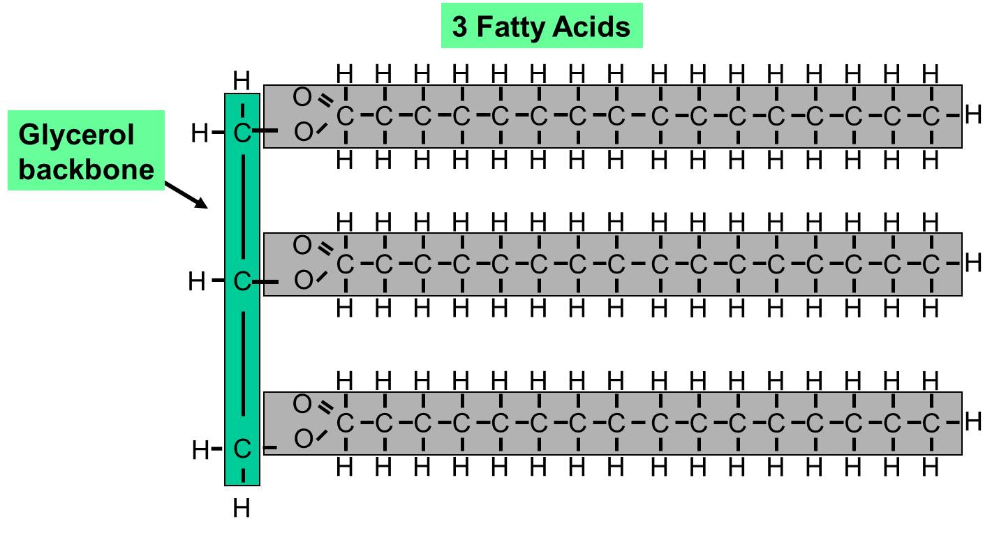 Triglyceride structure: a vertical green glycerol backbone of three carbons, each bonded to a long fatty acid chain of carbon and hydrogen atoms ending in a C=O and O group.
