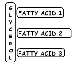 Triglycerides are made of three (tri) fatty acid molecules bonded to a glycerol backbone (glyceride).