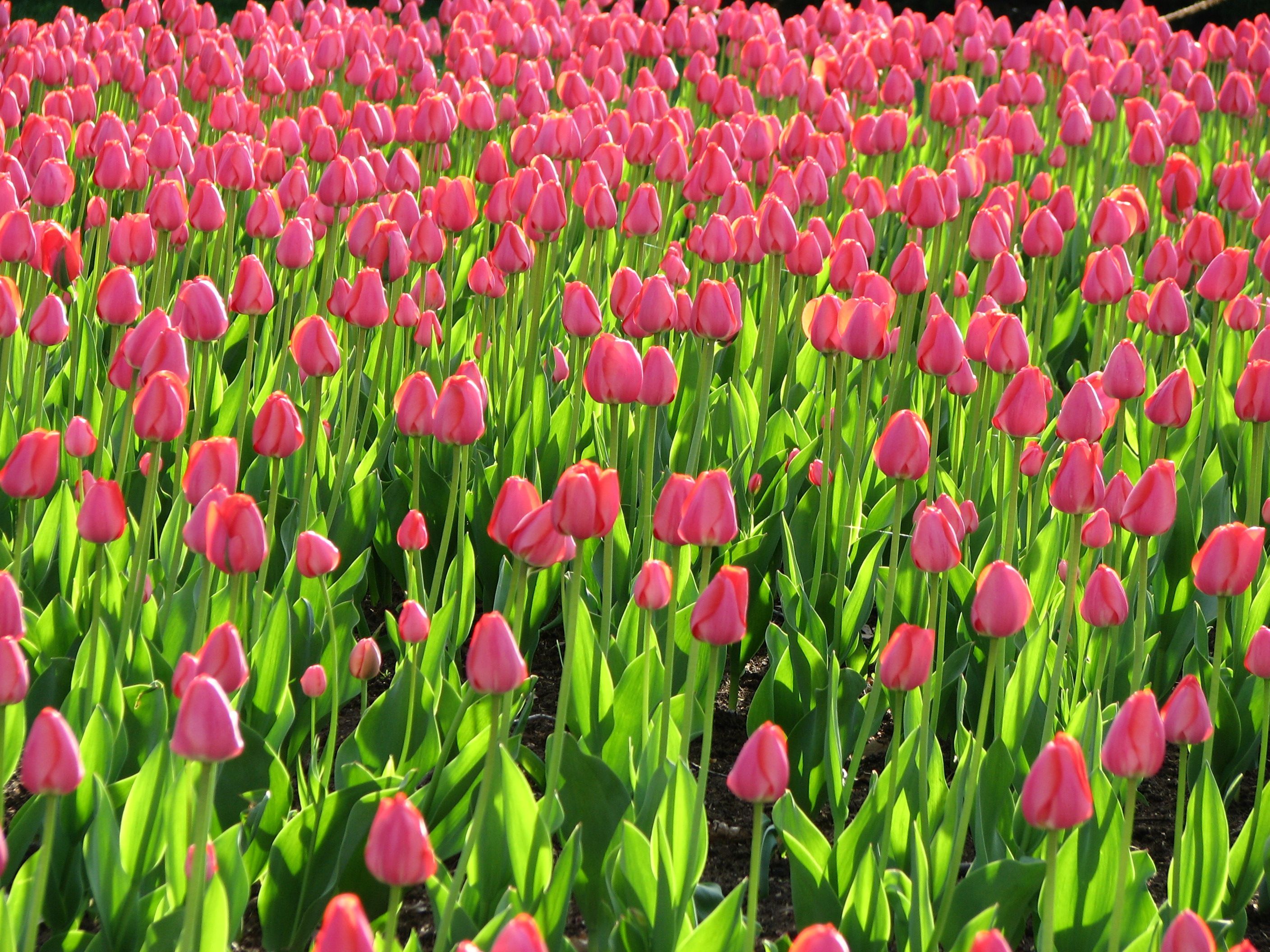 A field of tulips.