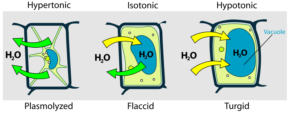 Cells can be either hypertonic, isotonic, or hypotonic. Hypertonic cells have too little water, they look like dehydrated raisins. Isotonic cells are in perfect homeostasis, they are comfortable. Hypotonic cells are swollen, like a water balloon.