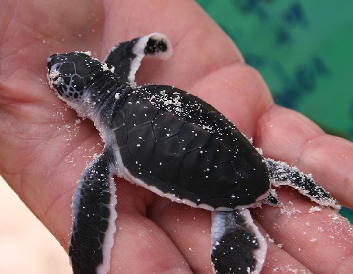 A cute turtle!