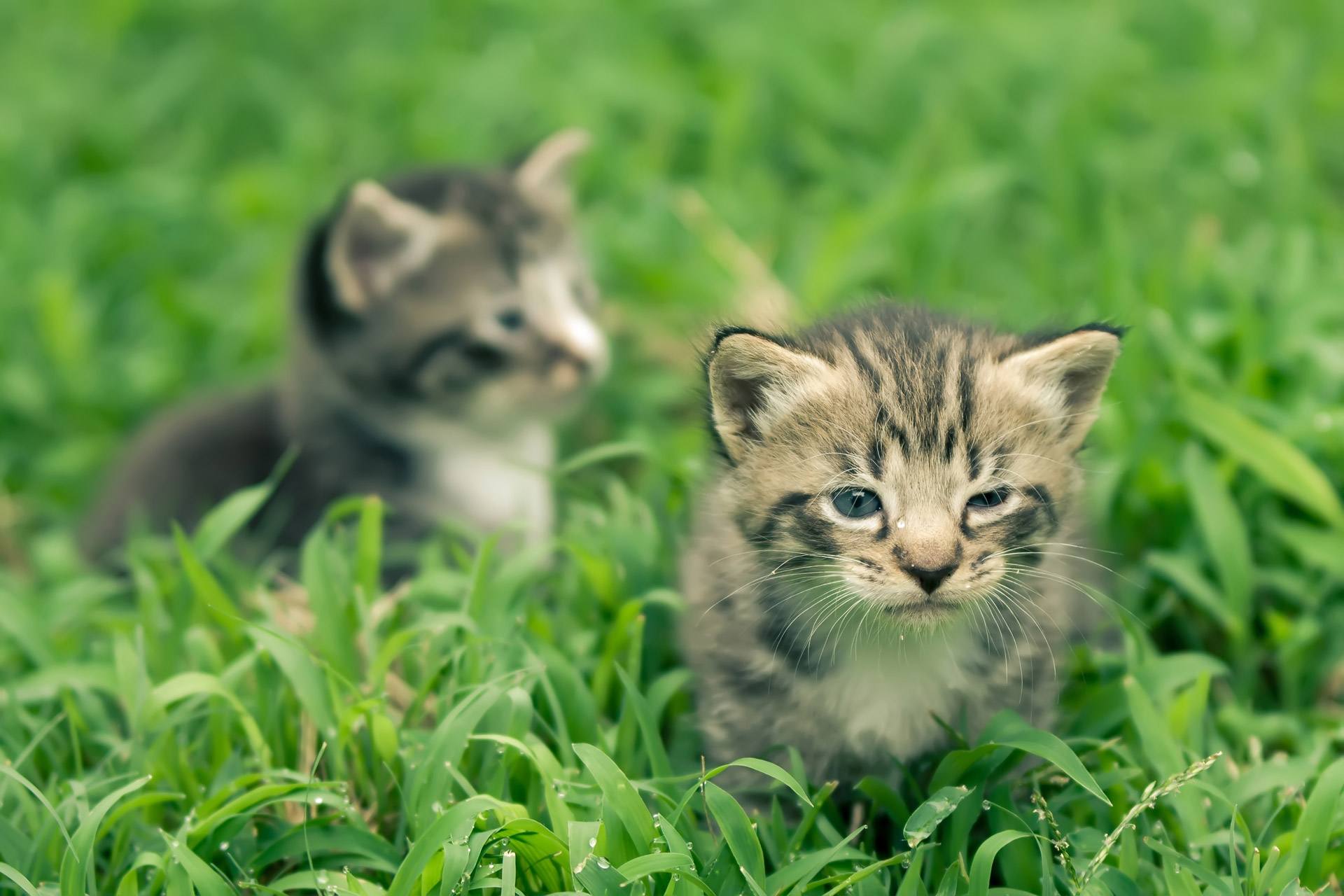 The image shows two adorable tabby kittens in a dew-covered grassy field.