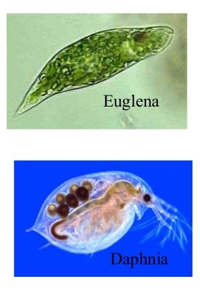 A daphia and a euglena are both microscopic thing.