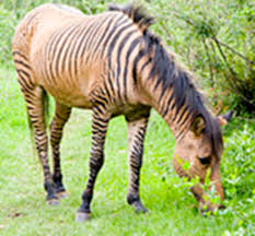 This is a photo of a zorse. A zorse looks like a slighter smaller horse with the characteristic black strips of a zebra. 