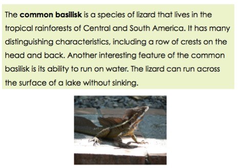 The common basilisk is a species of lizard that lives in the tropical rainforests of Central and South America.  It has many distinguishing characteristics, including a row of crests on the head and back. Another interesting feature of the common basilisk is its ability to run on water.  The lizard can run across the surface of a lake without sinking. 