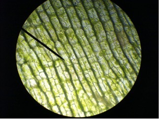 A microscope slide of plant cells. Each cell is surrounded by a square cell wall.