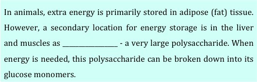 In animals, extra energy is primarily stored in adipose (fat) tissue.  However, a secondary location for energy storage is in the liver and muscles as (blank) -  a very large polysaccharide.  When energy is needed, this polysaccharide can be broken down into its glucose monomers. 