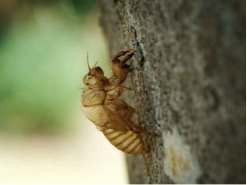 The exoskeleton of a cicada. 