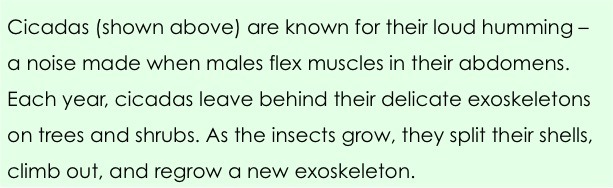 Cicadas (shown above) are known for their loud humming - a noise made when males flex muscles in their abdomens.  Each year, cicadas leave behind their delicate exoskeletons on trees and shrubs.  As the insects grow, they split their shells, climb out, and regrow a new exoskeleton. 