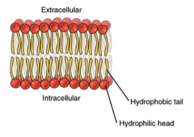 Cell membranes are made of lipids that contain hydrophobic and hydrophilic parts. 