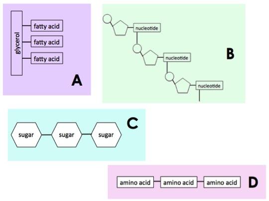 Picture A shows a glycerol molecule bonded to three fatty acids. Picture B shows pentose sugars bonded to nucleotides. Picture C shows sugar molecules bonded together. Picture D shows amino acids bonded together.