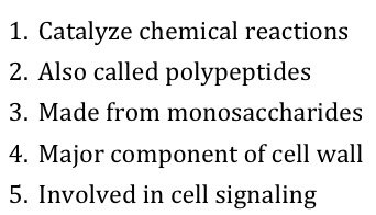 1: Catalyze chemical reactions. 2: Also called polypeptides. 3: Made form monosaccharides. 4: Major component of cell wall. 5: Involved in cell signaling. 