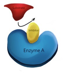 An inhibitor is bound to the active site of Enzyme A. The substrate, shown in red, in unable to bind to the enzyme